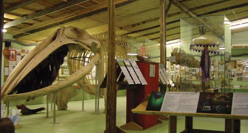 Museo del Mar, Museo Marino y Oceanográfico. Aves Marinas, Caracoles, Ballenas, esqueletos, fosiles, Piratas, Historia de los Balnearios, objetos antiguos, insectario y más...