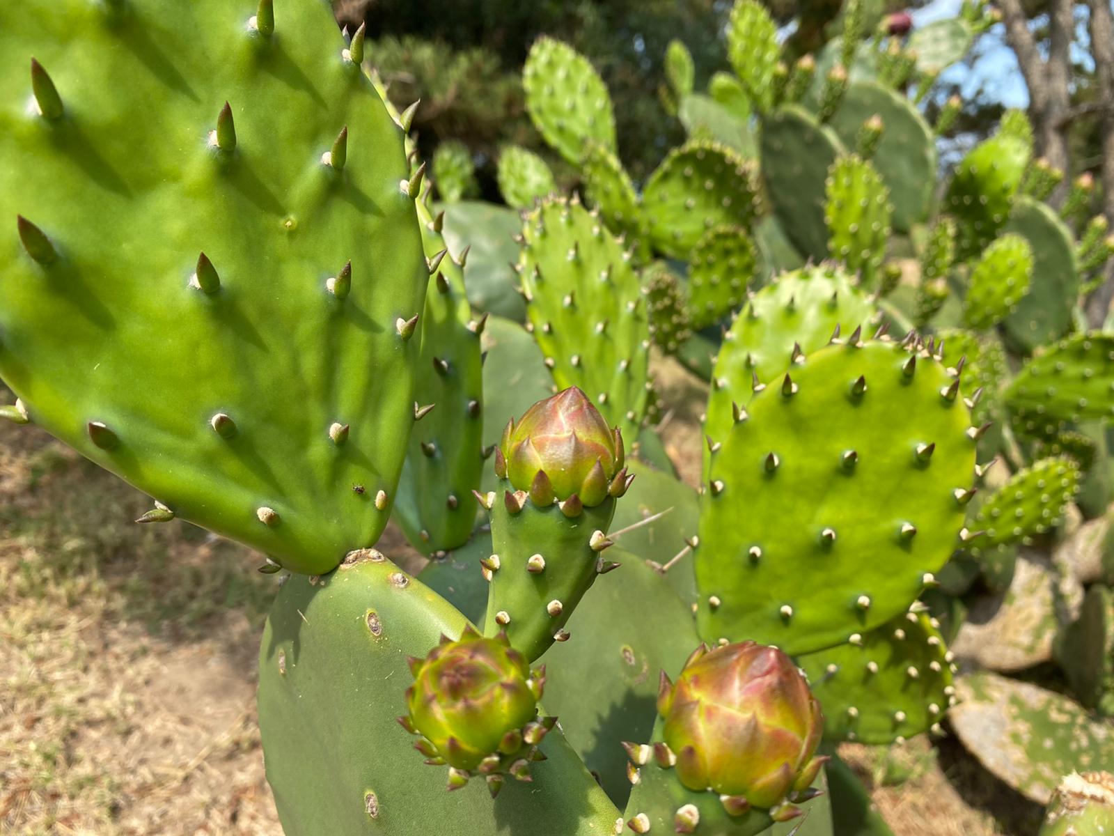 Un cactus de usos mltiples - PuntaDelEsteInternacional.com